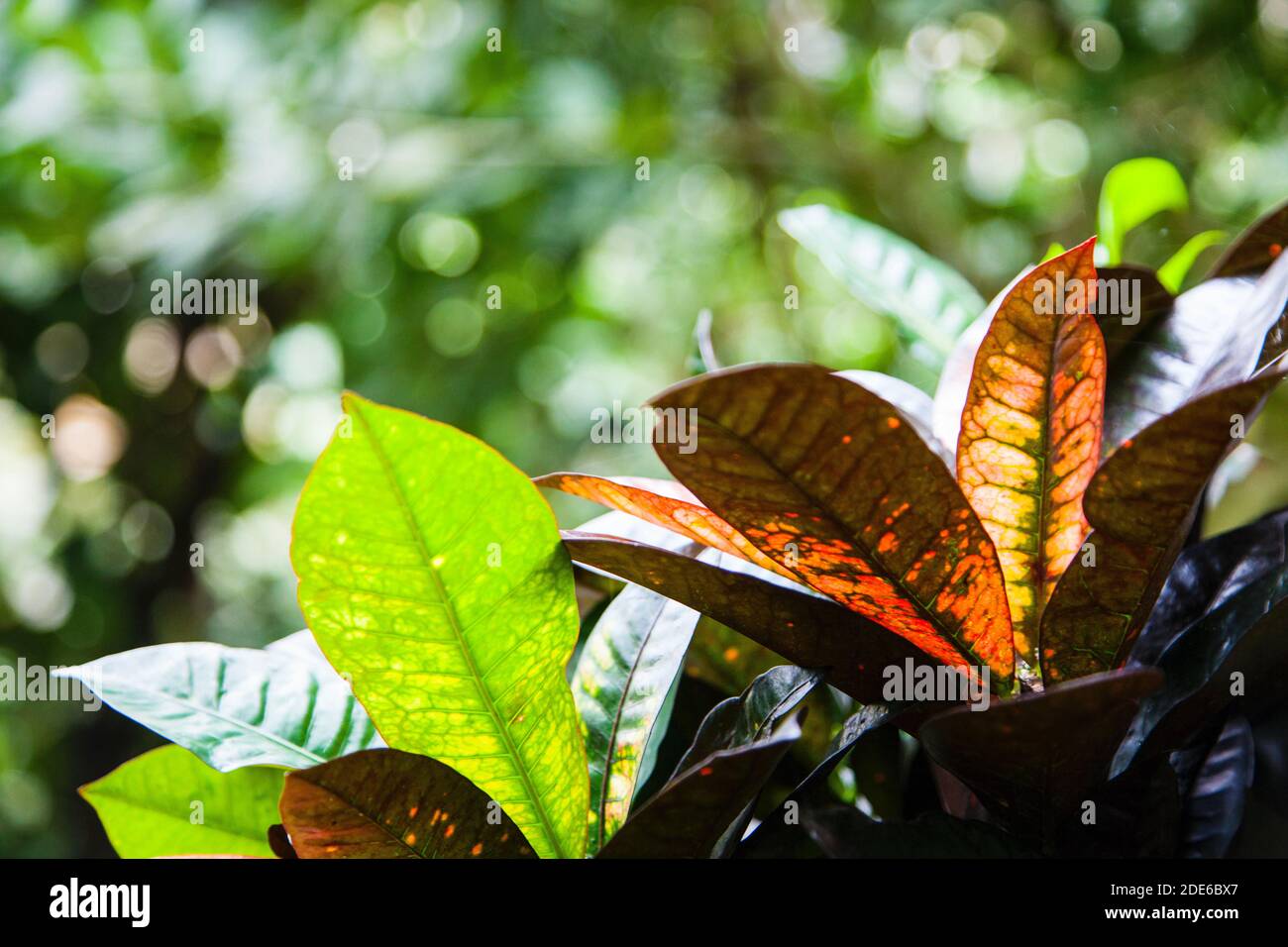 leaves in the sun. botany Stock Photo