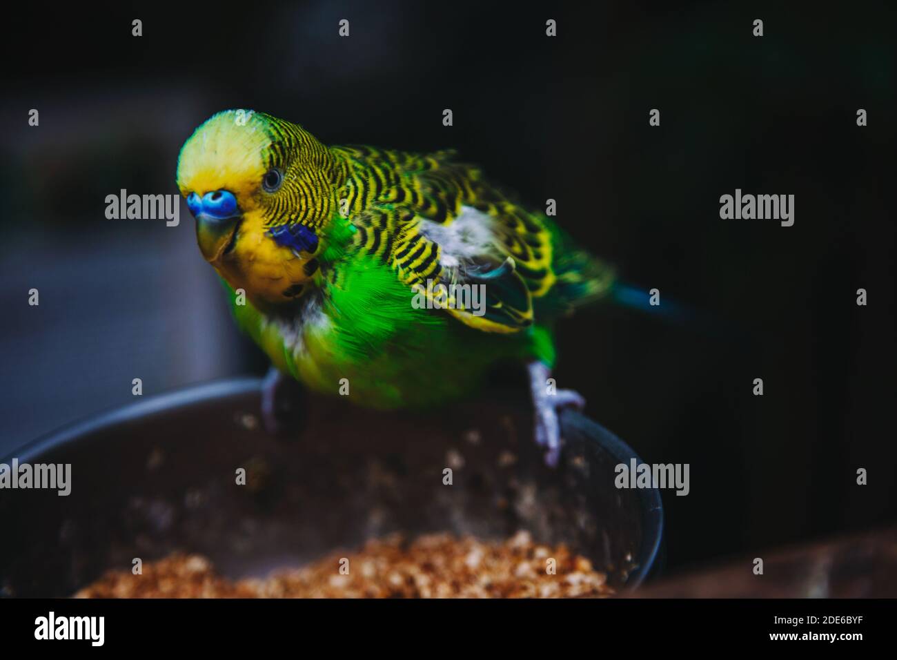 close up parrot and food bowl Stock Photo