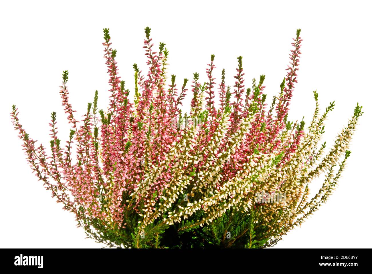 Blooming heather isolated on white Stock Photo Alamy