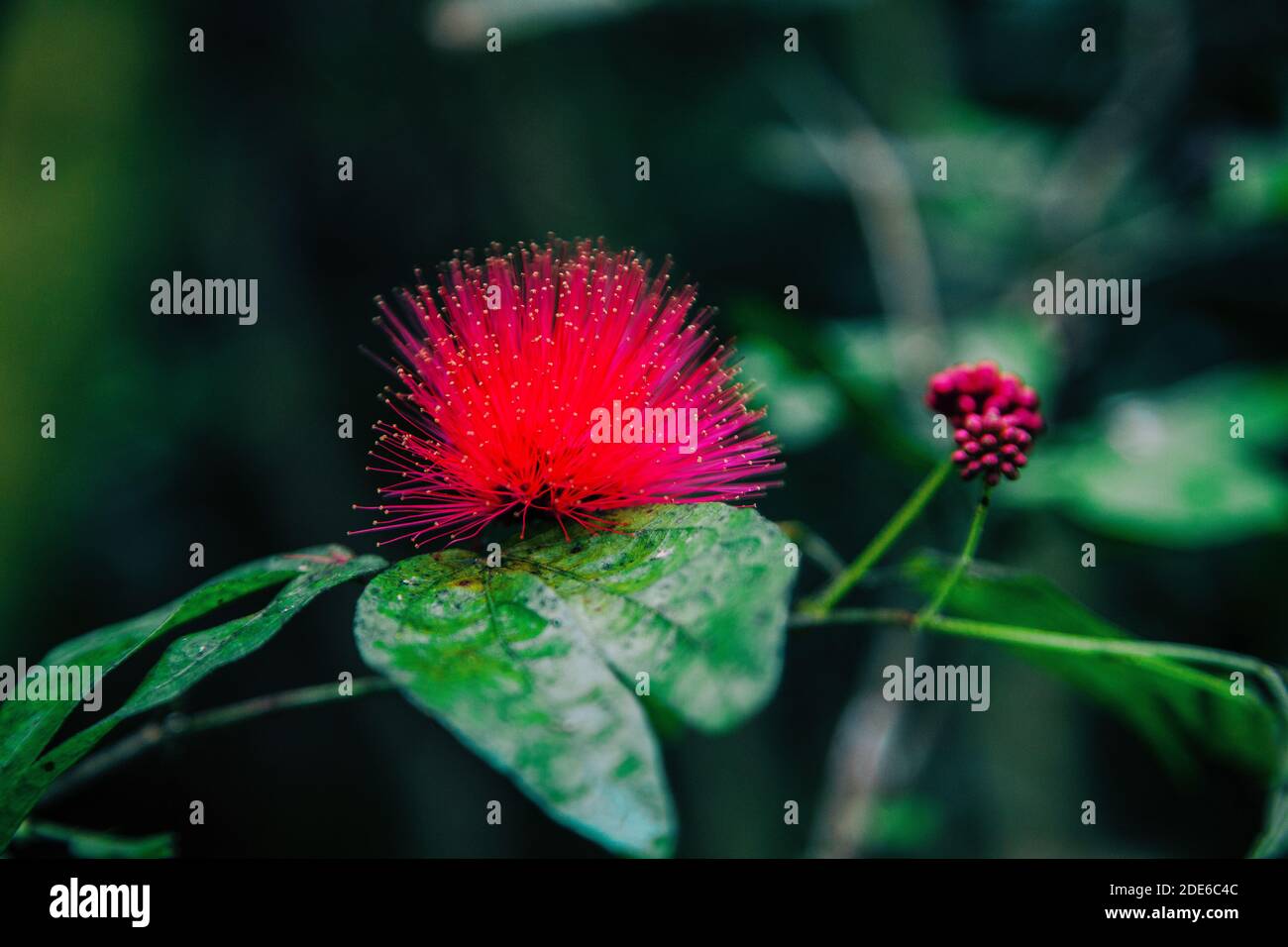 close up persian silk tree. red flower. botany Stock Photo