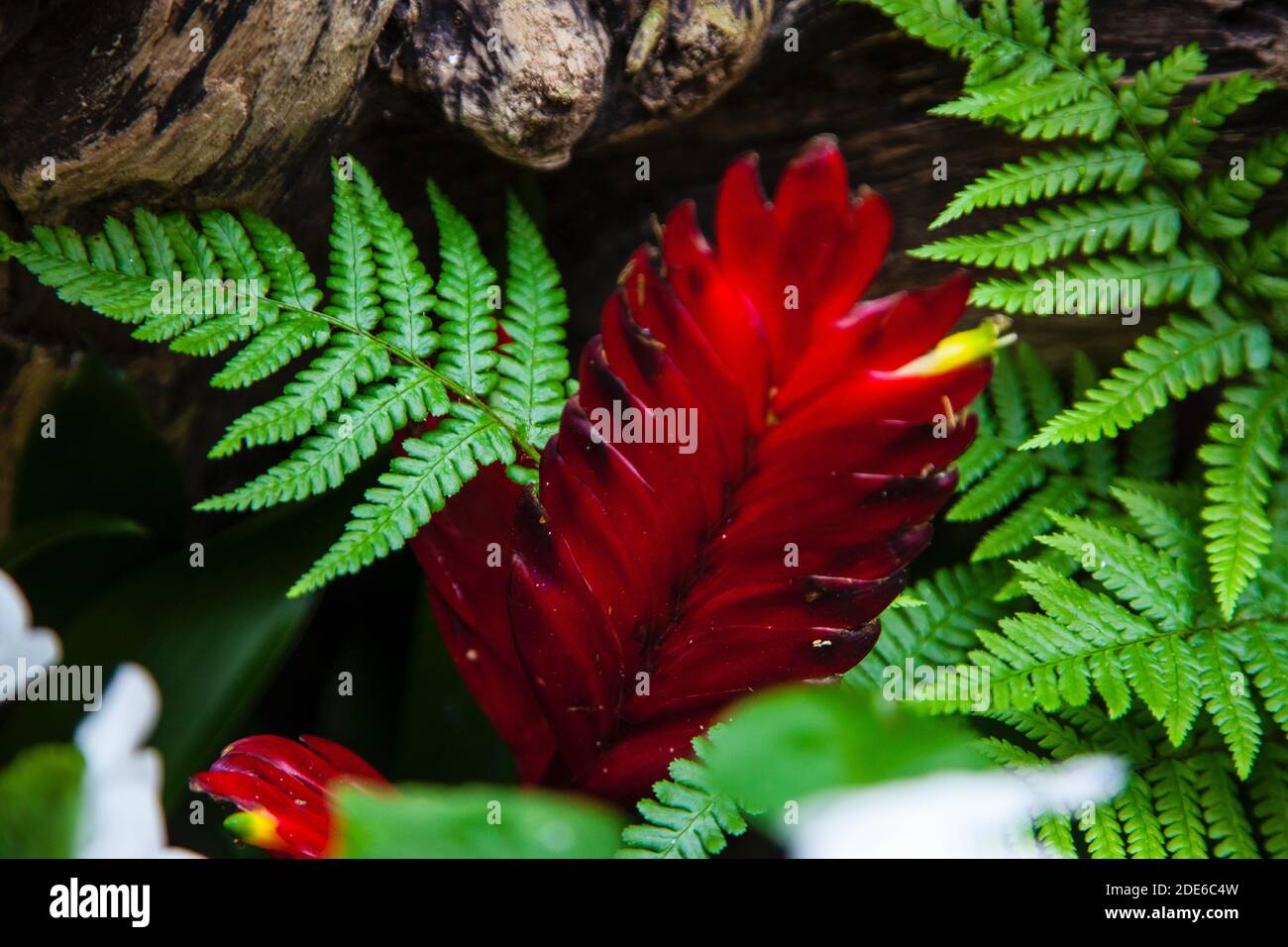 close up red flower. botany Stock Photo