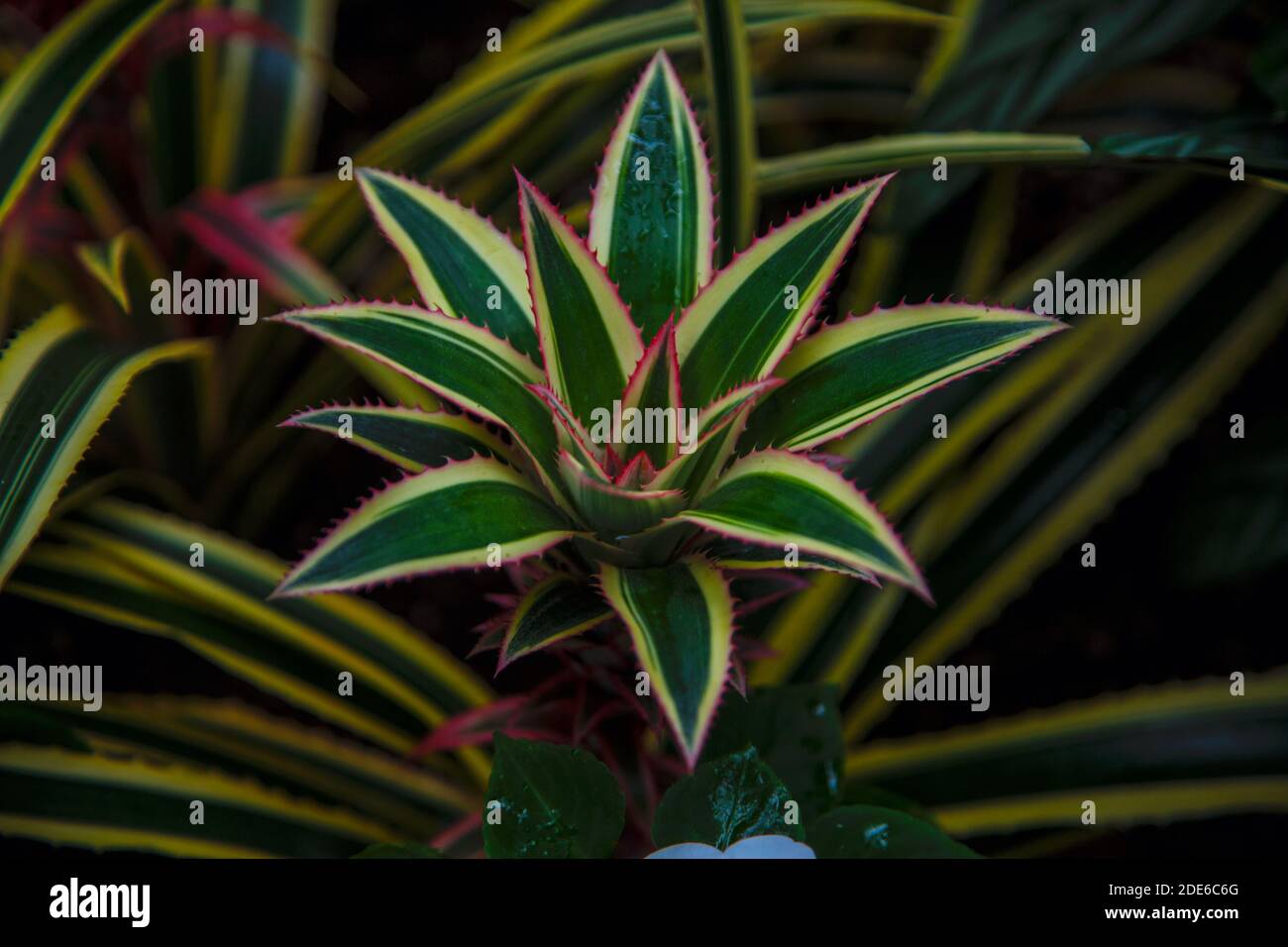 close up sanseviera flower. botany Stock Photo
