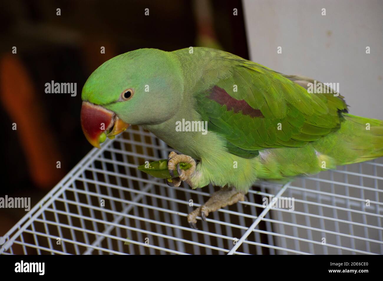 indian ringneck parrot talking and playing in the house Stock Photo