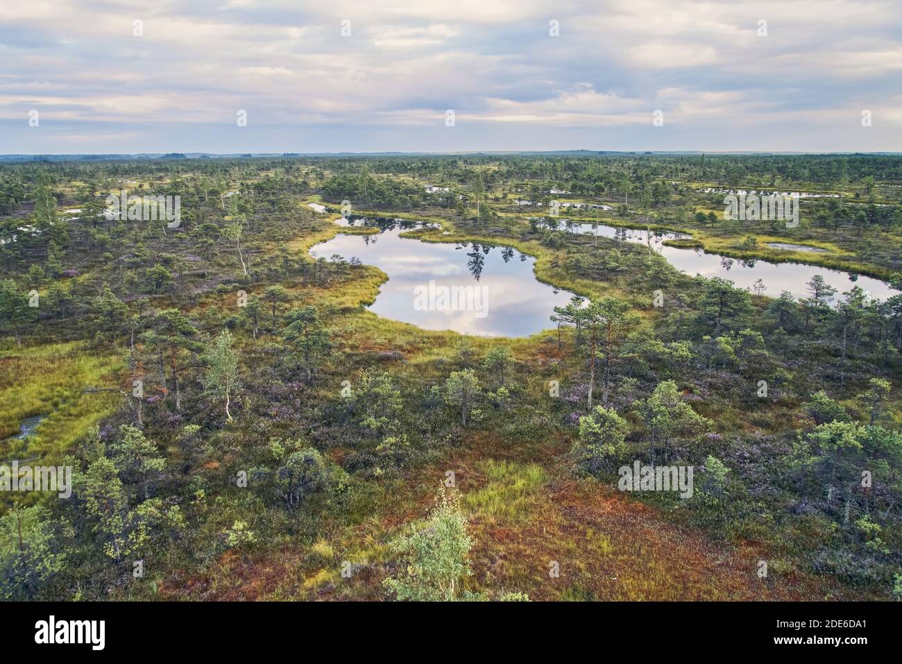 Raised bog, view from above. Kemeri National park in Latvia. Stock Photo