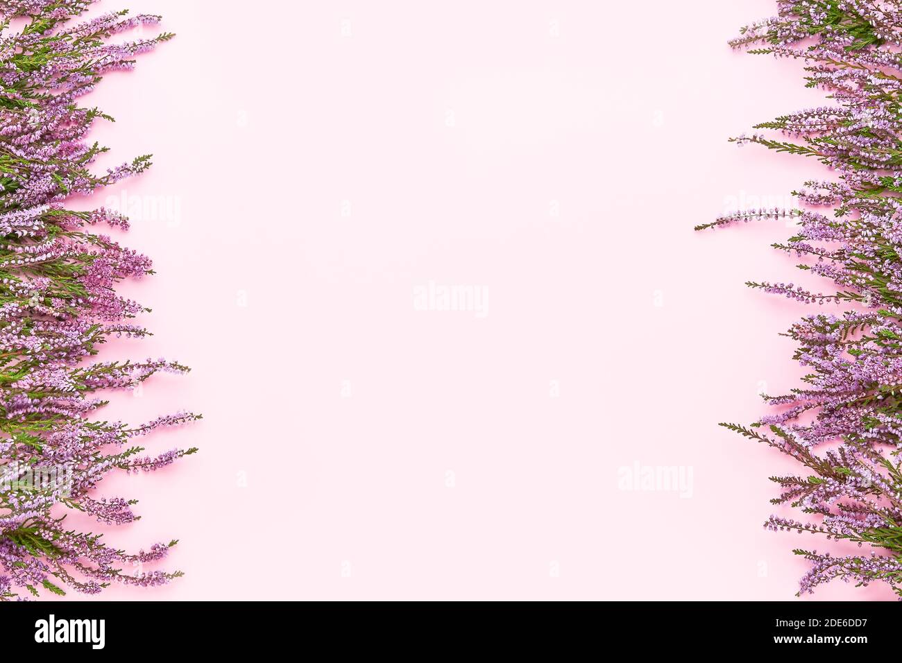 Pink Common Heather flowers border on a pink background. Copy space for text, top view. Flat lay Stock Photo