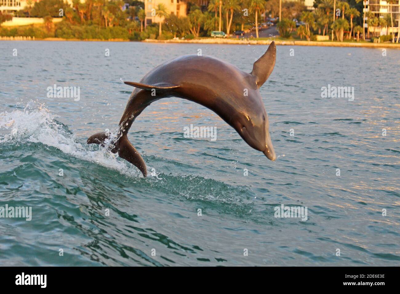 Jumping dolphin in Clearwater, Florida Stock Photo