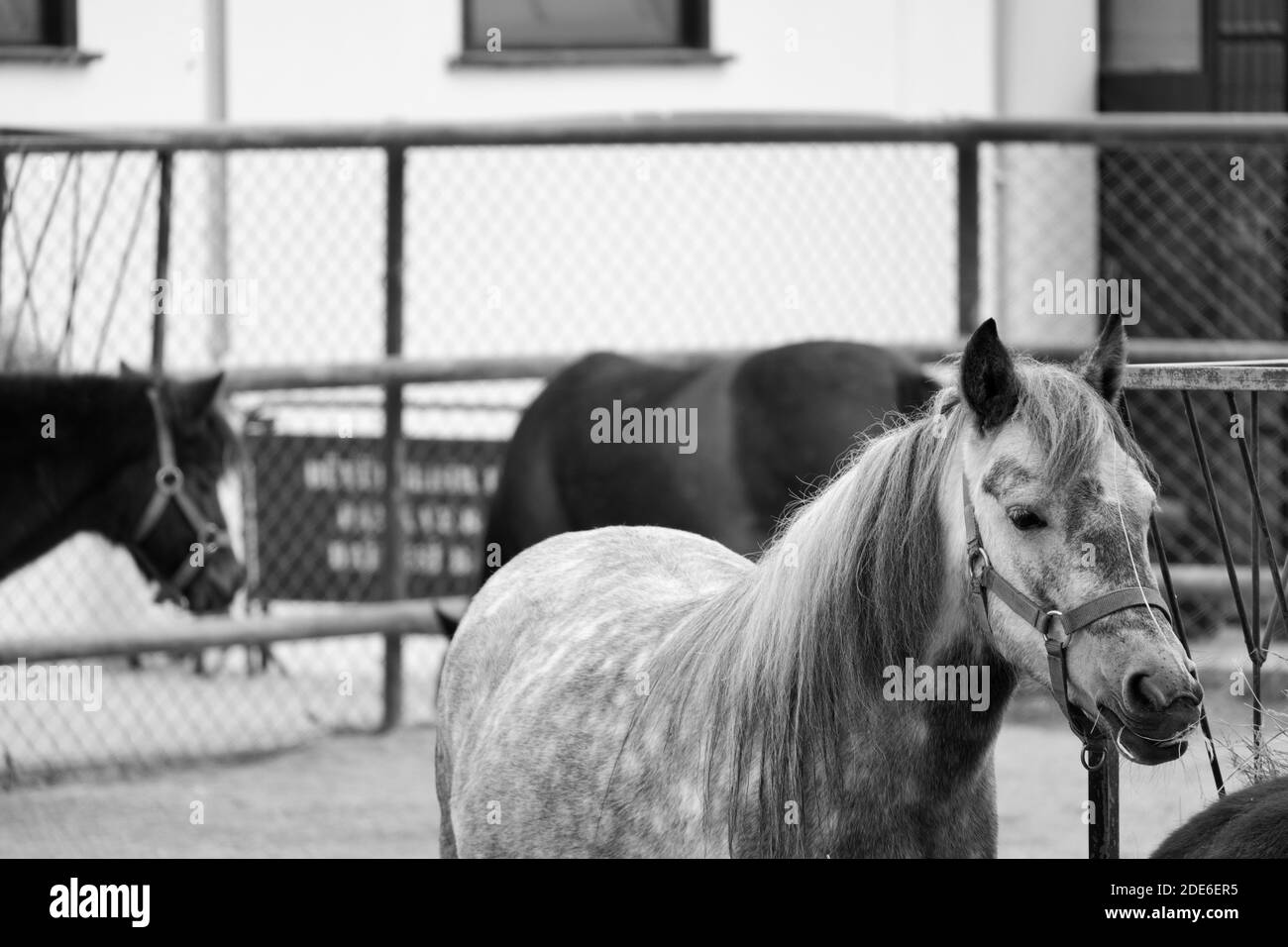 Horses at Manege Stock Photo