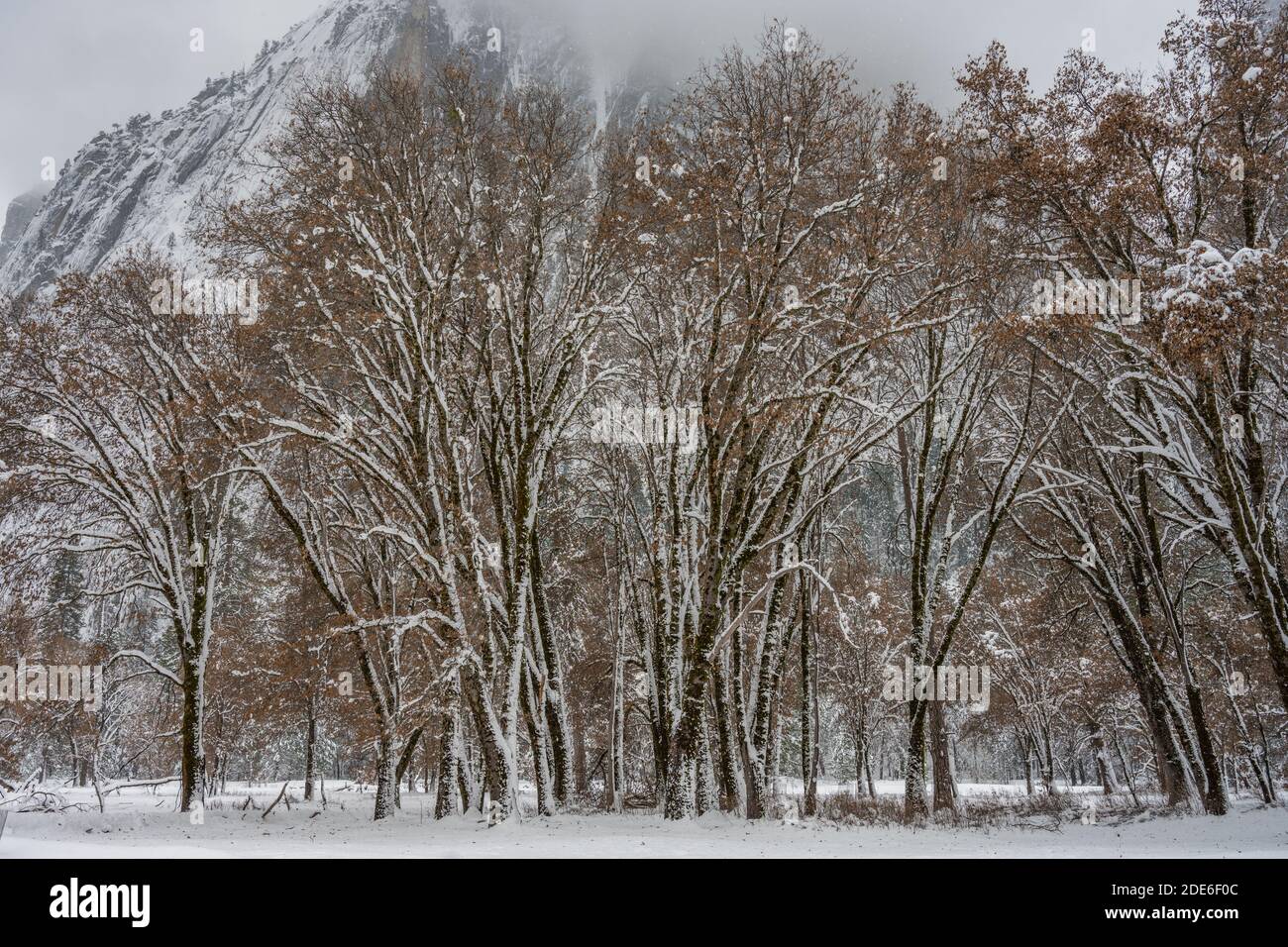 Snow Accumulates on Trees in Yosemite Valley Stock Photo - Alamy