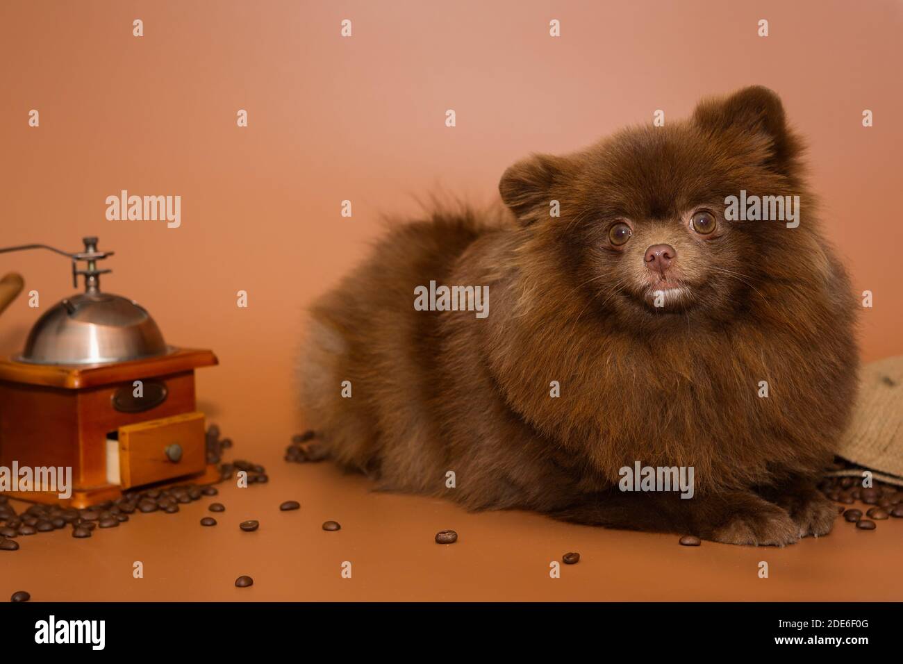 pomeranian accessories