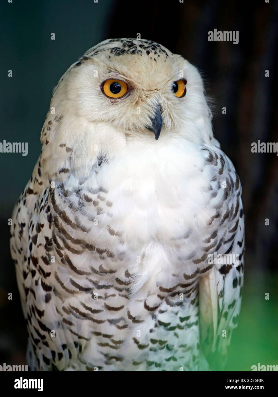 Close up portrait of the Snowy owl (Bubo scandiacus Stock Photo - Alamy
