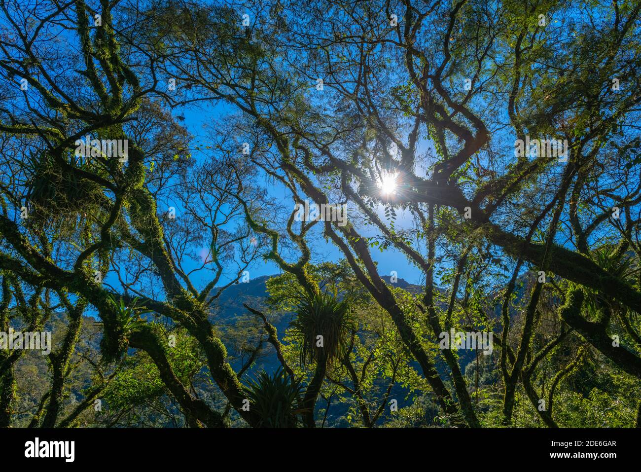 Trip through the cloudforest along N 2 between Jujuy and Salta, Northwest Argentina, Latin America Stock Photo