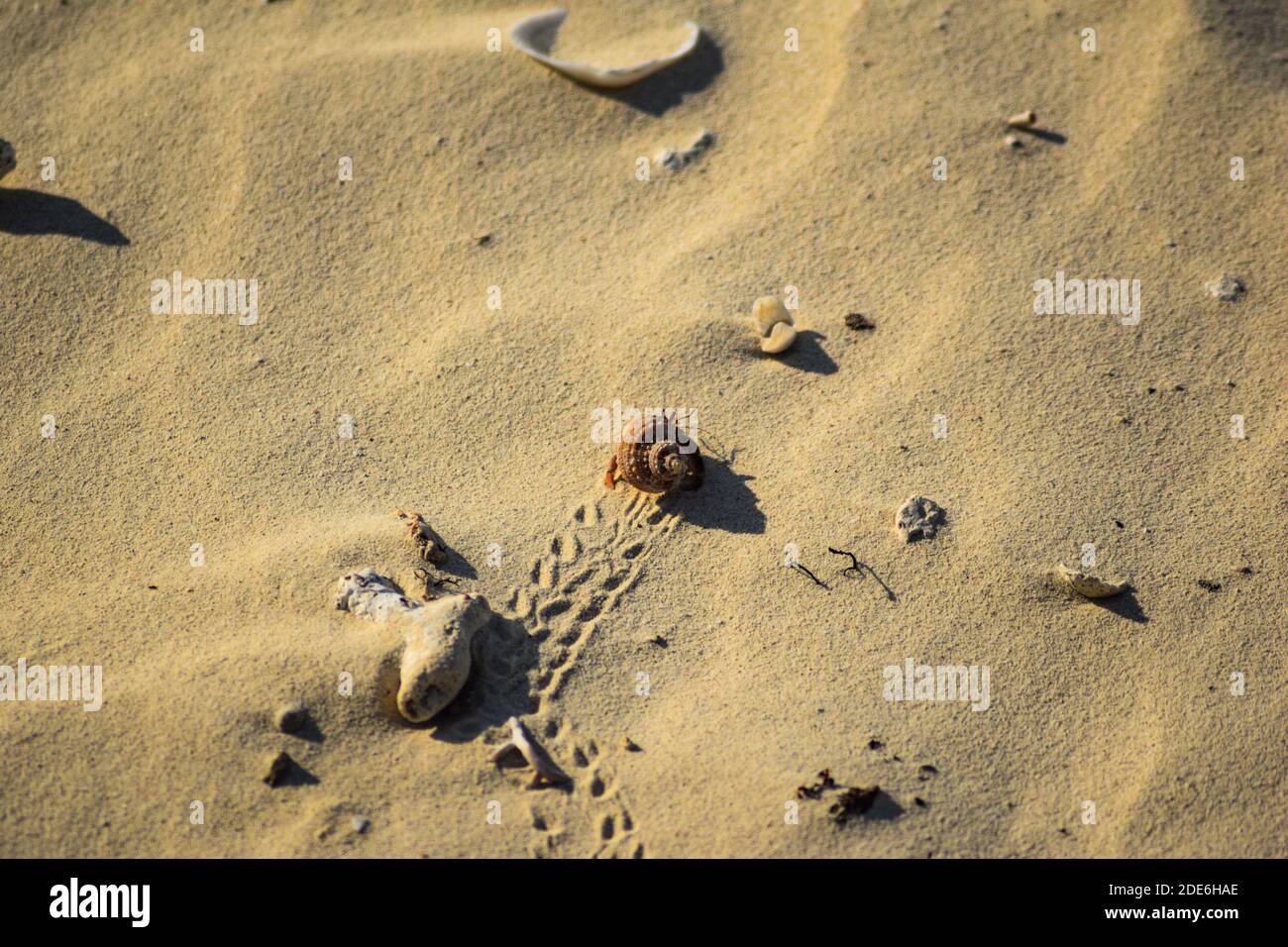 Hermit crab crossing a sun baked beach in Cuba Stock Photo