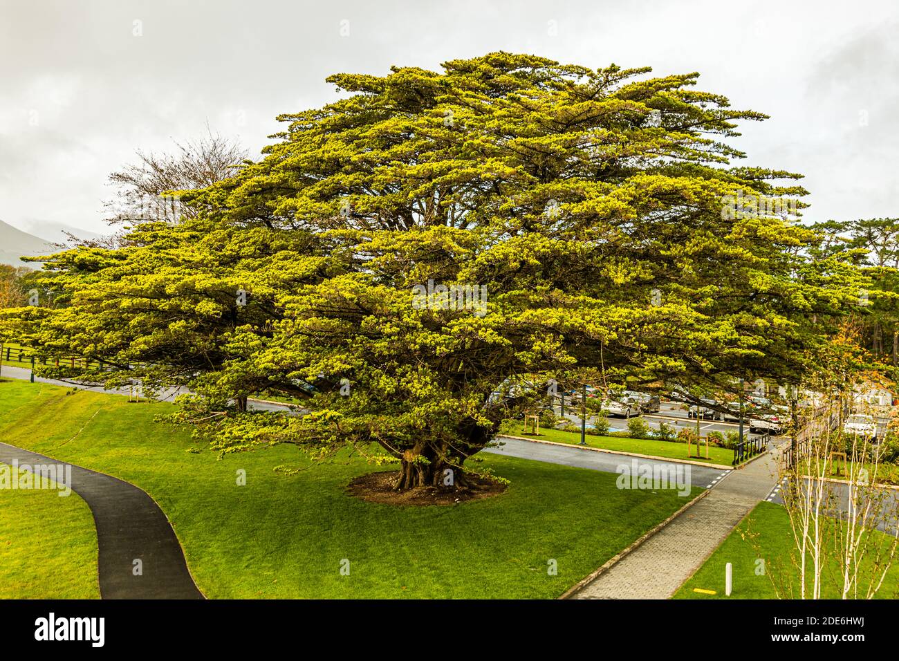 A wide-spreading, mature tree defines the garden grounds of the five-star Dunloe Hotel & Gardens near Killarney, County Kerry, Ireland. Its low, umbrella-shaped canopy spans much of the lawn beside the driveway. Stock Photo