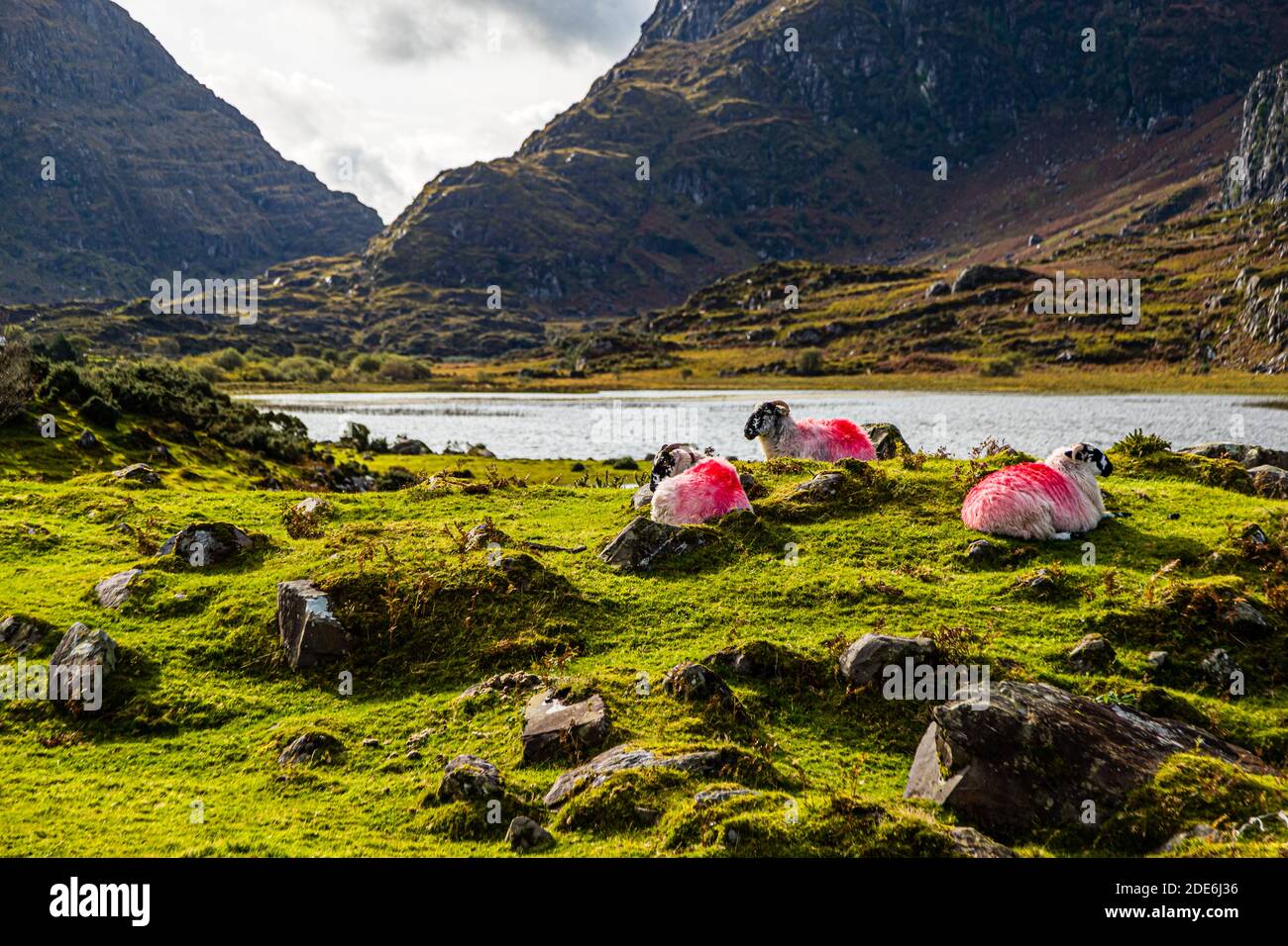 Sheep marked in red in Ireland Stock Photo
