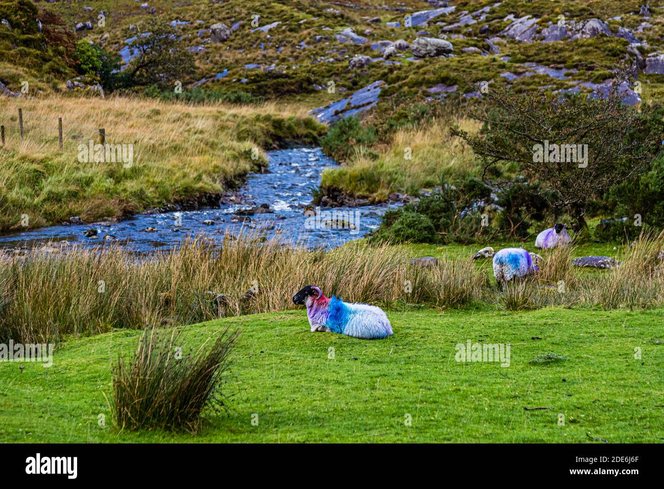 Several sheep marked in blue and purple (possibly Blackface Mountain sheep) rest and graze beside a mountain stream in the Gap of Dunloe near Killarney, County Kerry, Ireland. Stock Photo