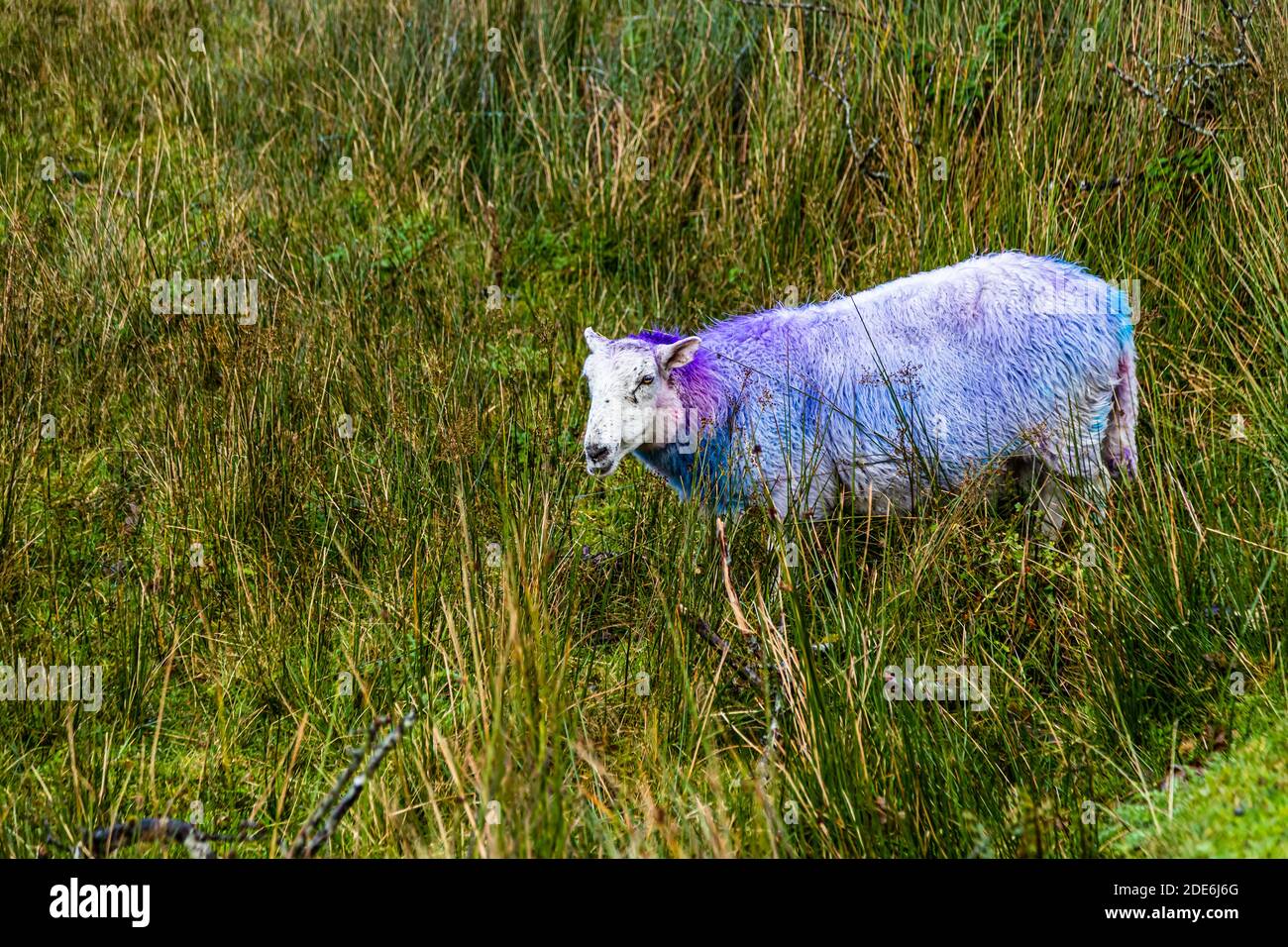 Colored sheep in the Gap of Dunloe, Ireland Stock Photo