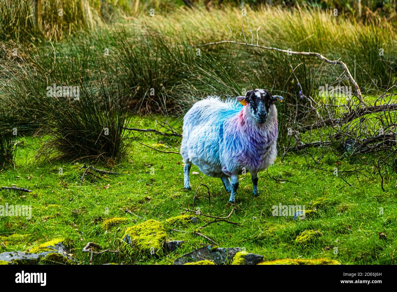 Colored sheep in the Gap of Dunloe, Ireland Stock Photo Alamy