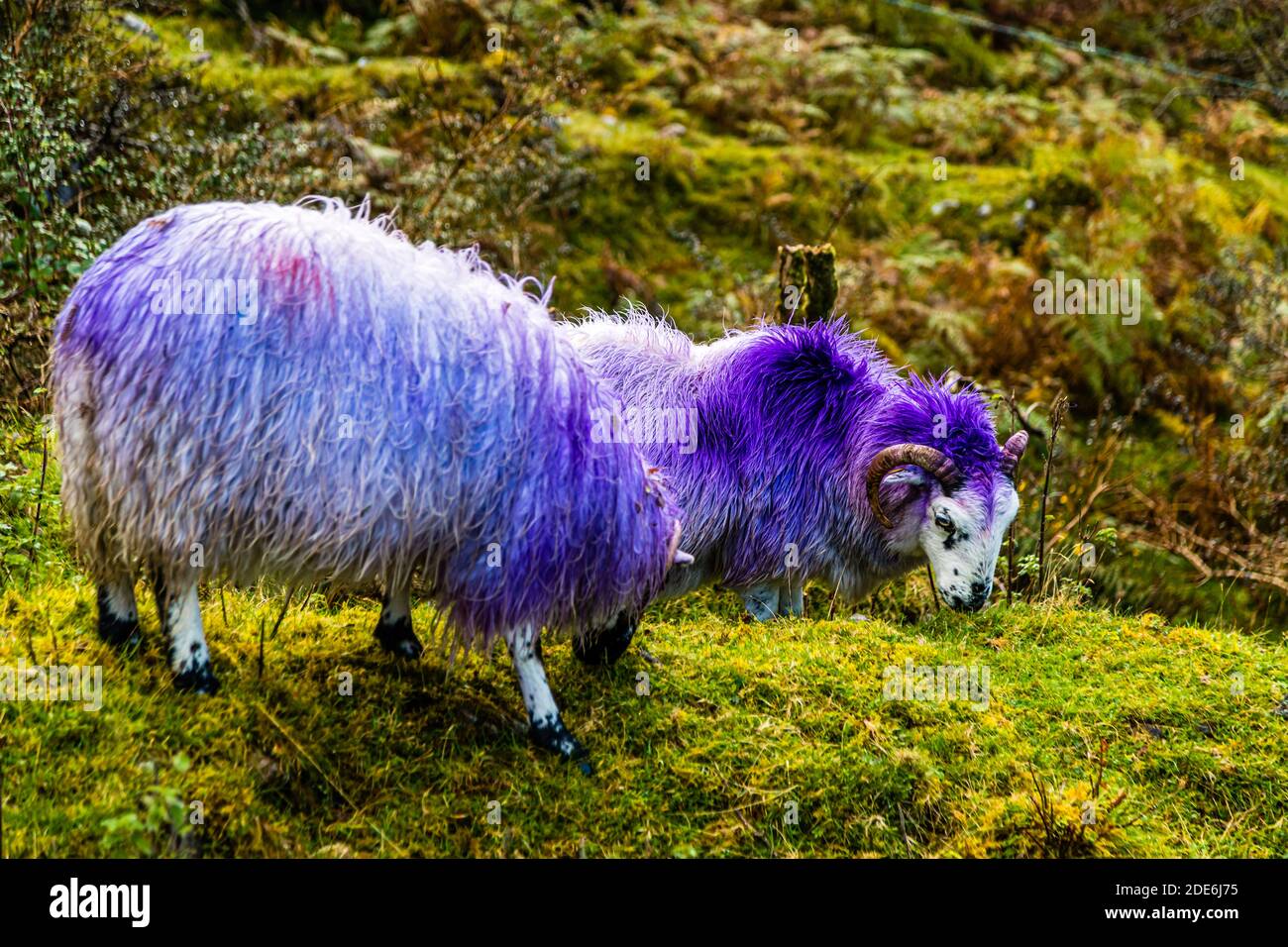 A ram marked with purple dye (possibly a Blackface Mountain sheep), with curled horns, grazes on a moss-covered rise in the Gap of Dunloe near Killarney, County Kerry, Ireland. Stock Photo
