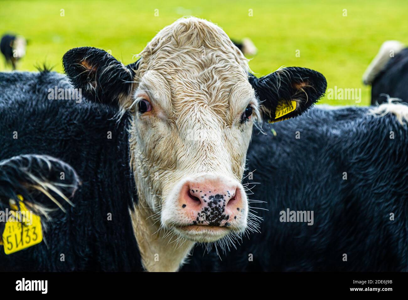 Cows in Ireland Stock Photo