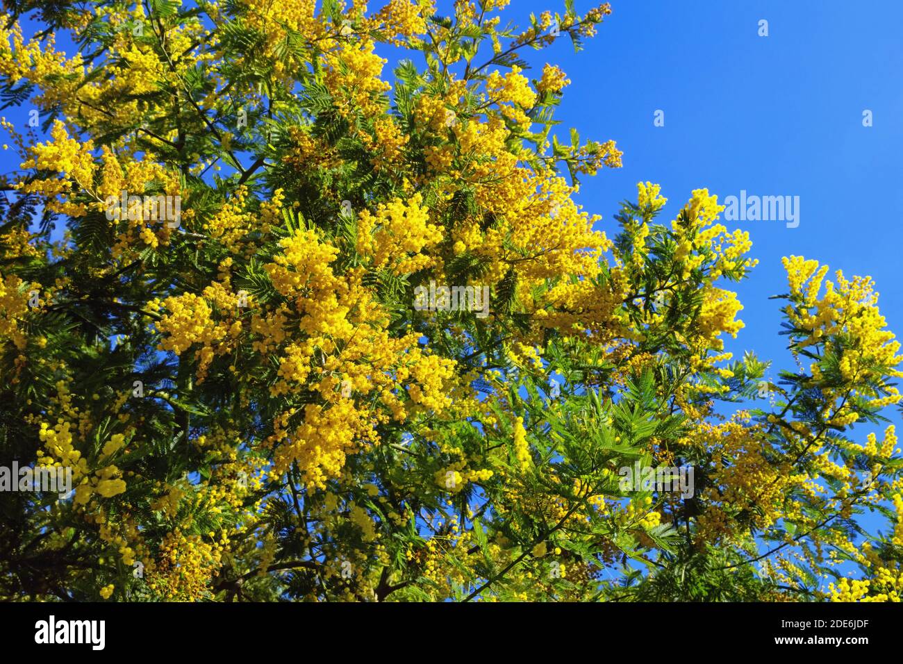 Spring. Branches of Acacia dealbata ( mimosa ) tree with flowers ...