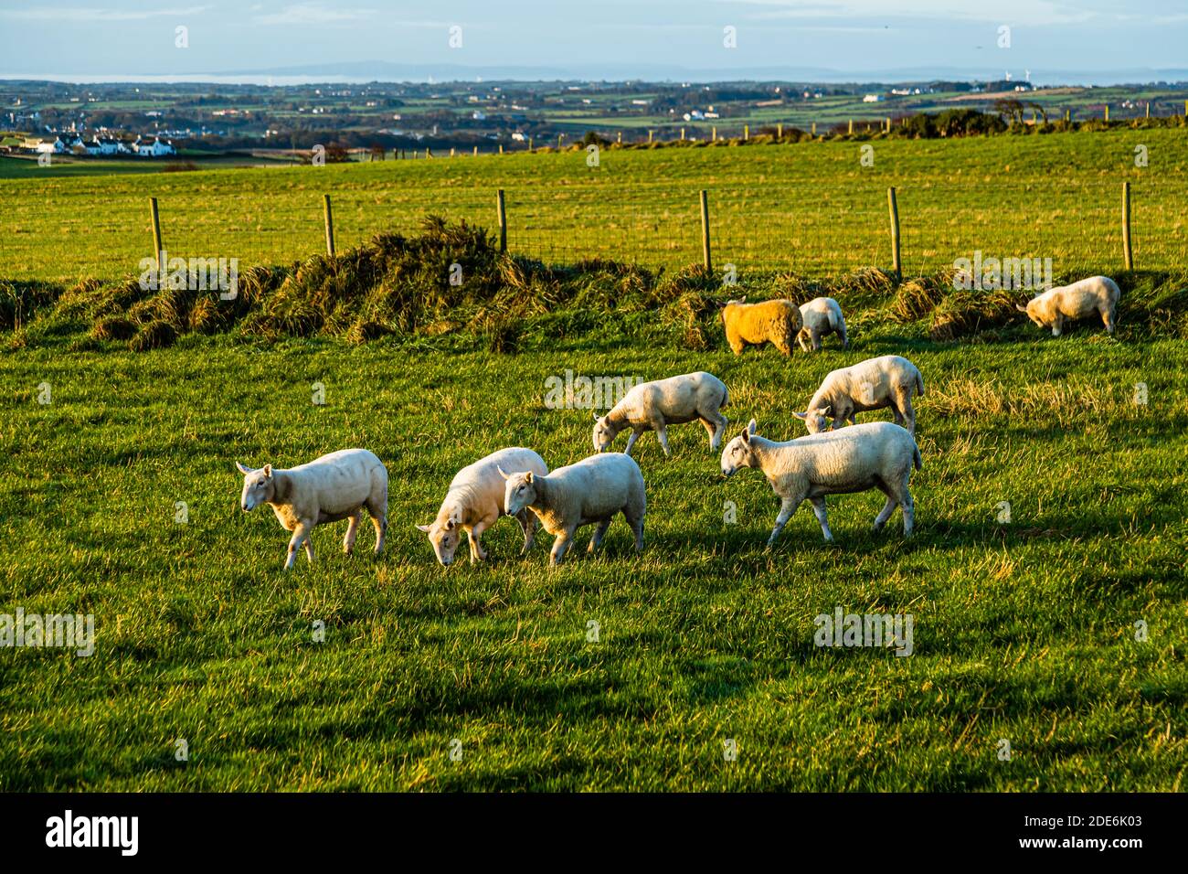 Sheep graze on a pasture above the coast near the Giant's Causeway at Bushmills, County Antrim, Northern Ireland. The coastline with scattered houses stretches out in the background. Stock Photo