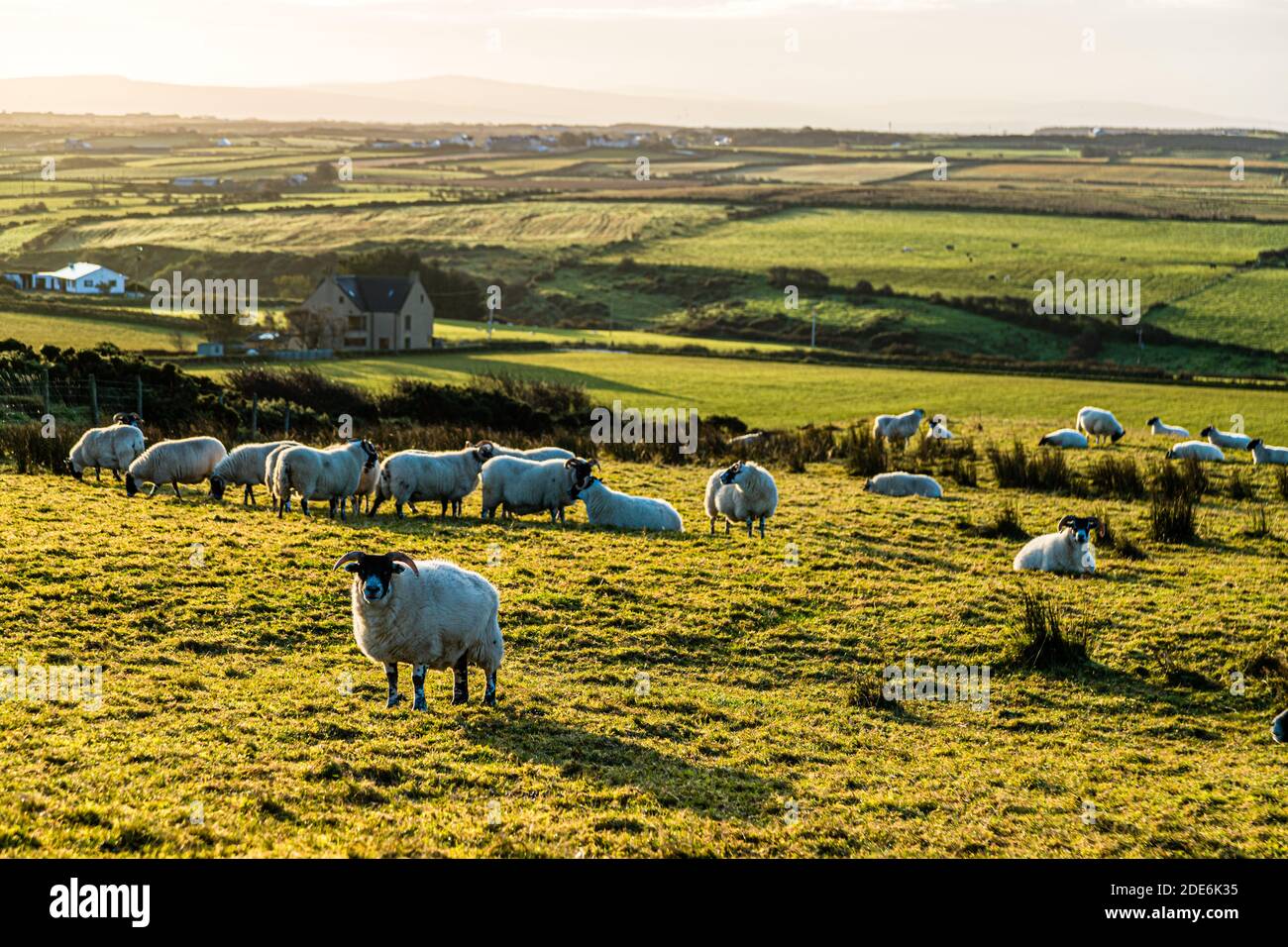 Sheep with dark faces and legs (possibly of the Blackface Mountain type) rest and graze on a pasture near the Giant's Causeway at Bushmills, County Antrim, Northern Ireland. A farmstead lies amid the fields in the background. Stock Photo