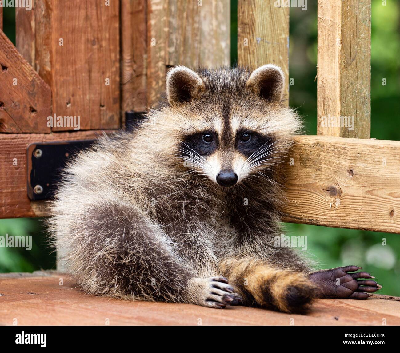 Closeup on a young raccoon sitting on a wooden deck preening, taking time to look at the camera lens. Stock Photo
