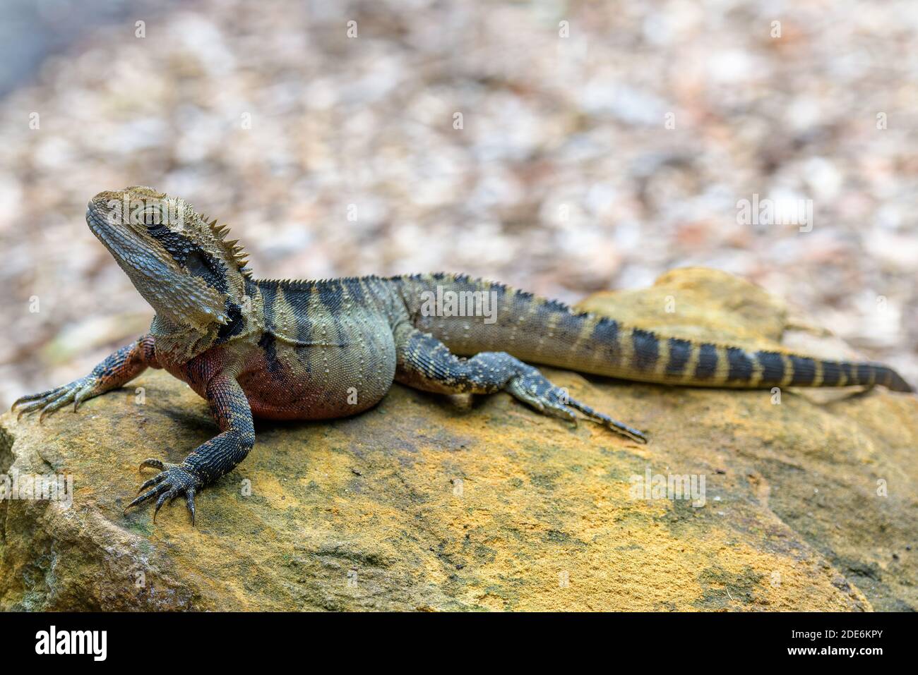 A top view of a male brown eastern water dragon basking on the ground, New South Wales, Australia. Stock Photo