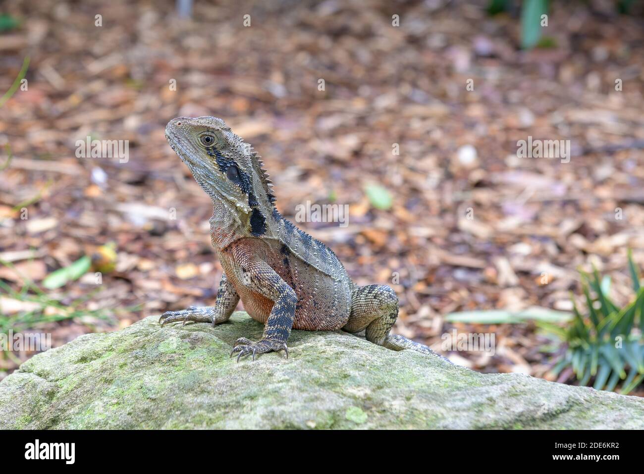 A top view of a male brown eastern water dragon basking on the ground, New South Wales, Australia. Stock Photo