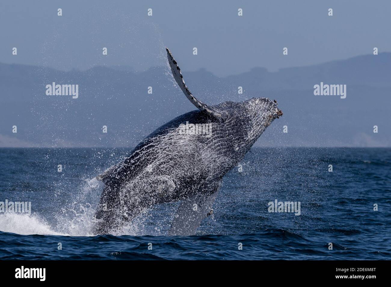Humpback Whale Breaching Stock Photo - Alamy