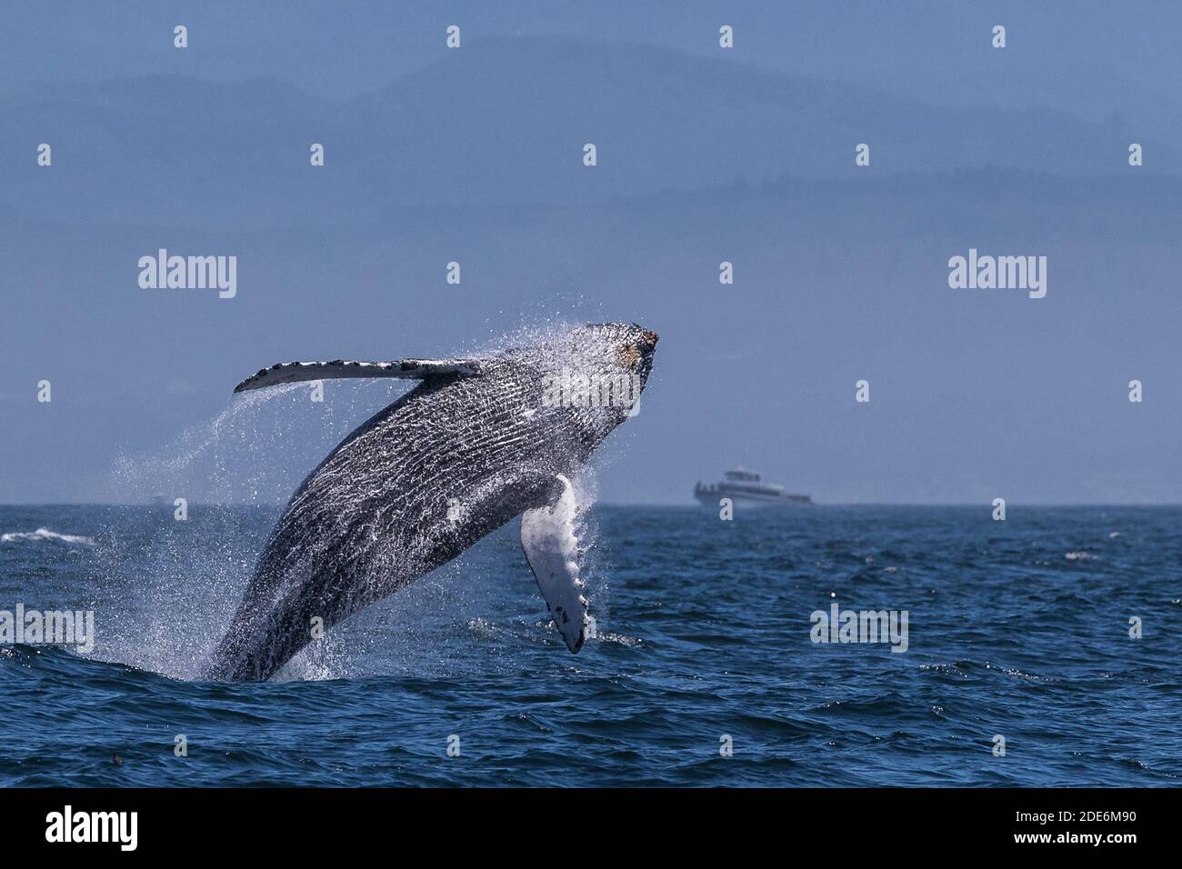 Humpback Whale Breaching Stock Photo - Alamy