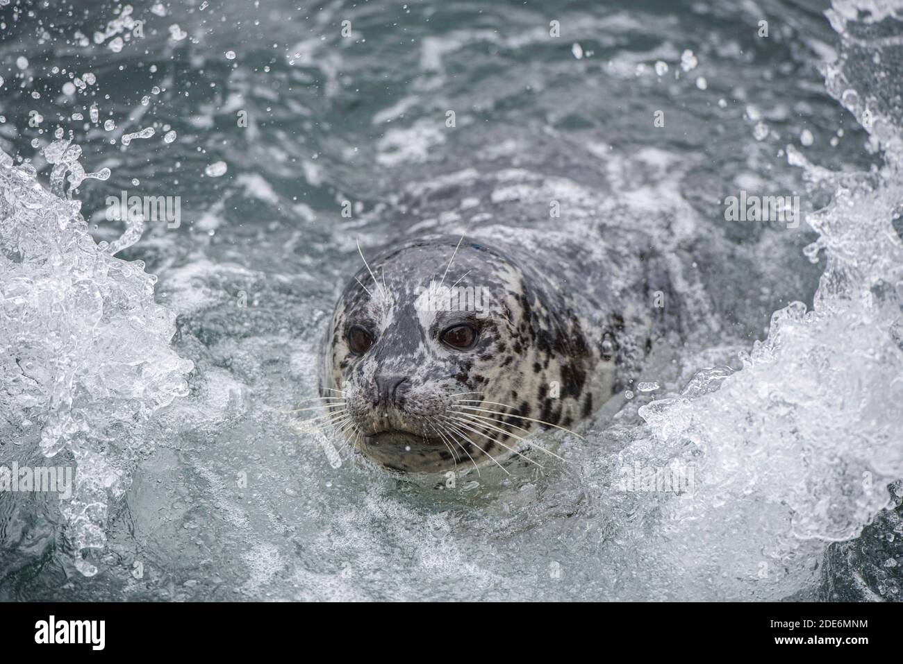 A Canadain West coast Harbour seal being pounded by the surf. Stock Photo