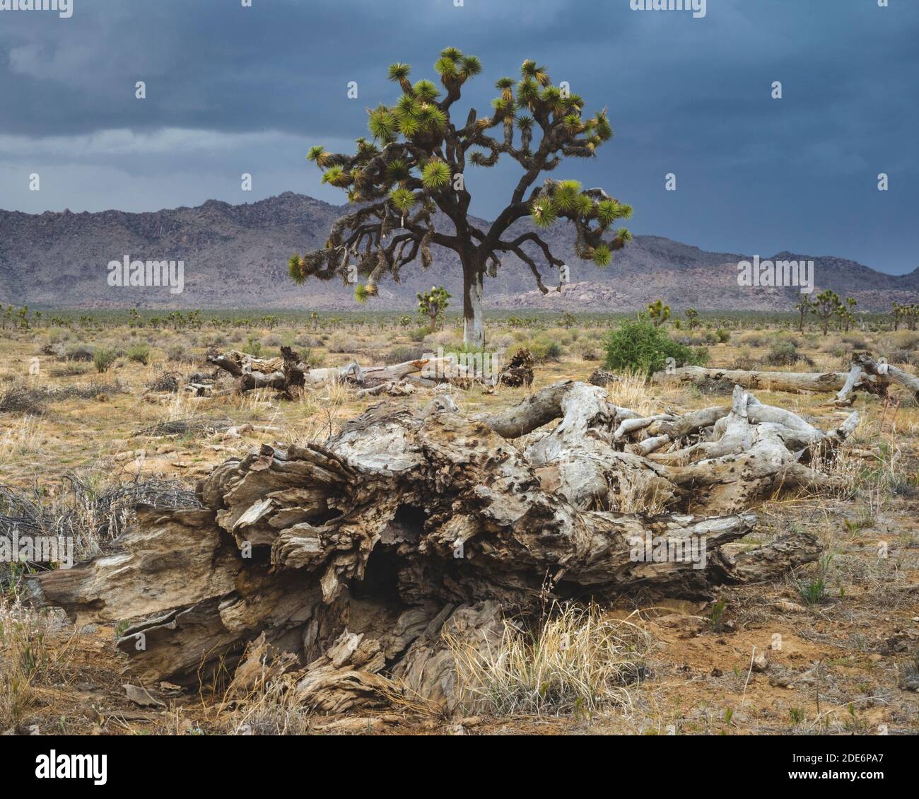 dying joshua tree Stock Photo Alamy