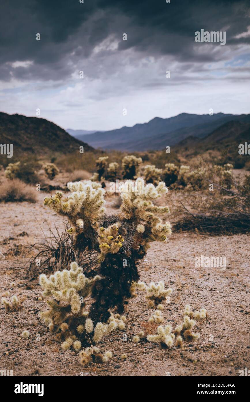 Jumping cholla cactus hires stock photography and images Alamy