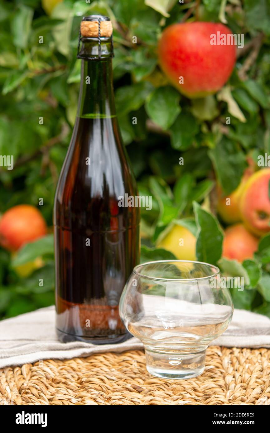 Brut apple cider from Normandy in bottle, France and green apple tree