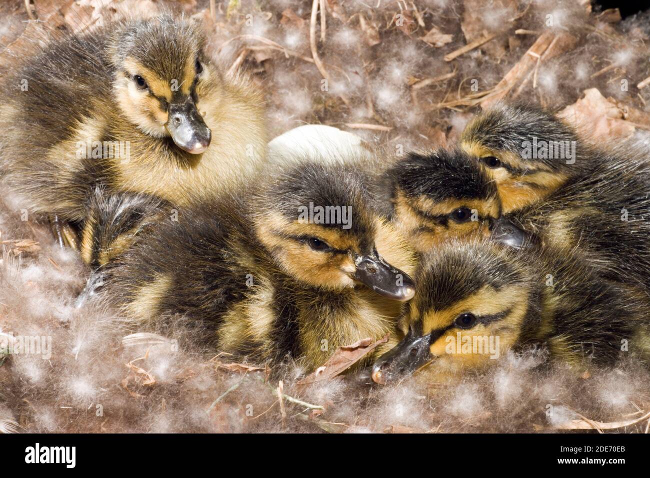 Mallard ducklings (Anas platyrhynchos). Six hours hatched still in the nest. Mother duck incubated for 28 days. She will leave the nest leading her do Stock Photo