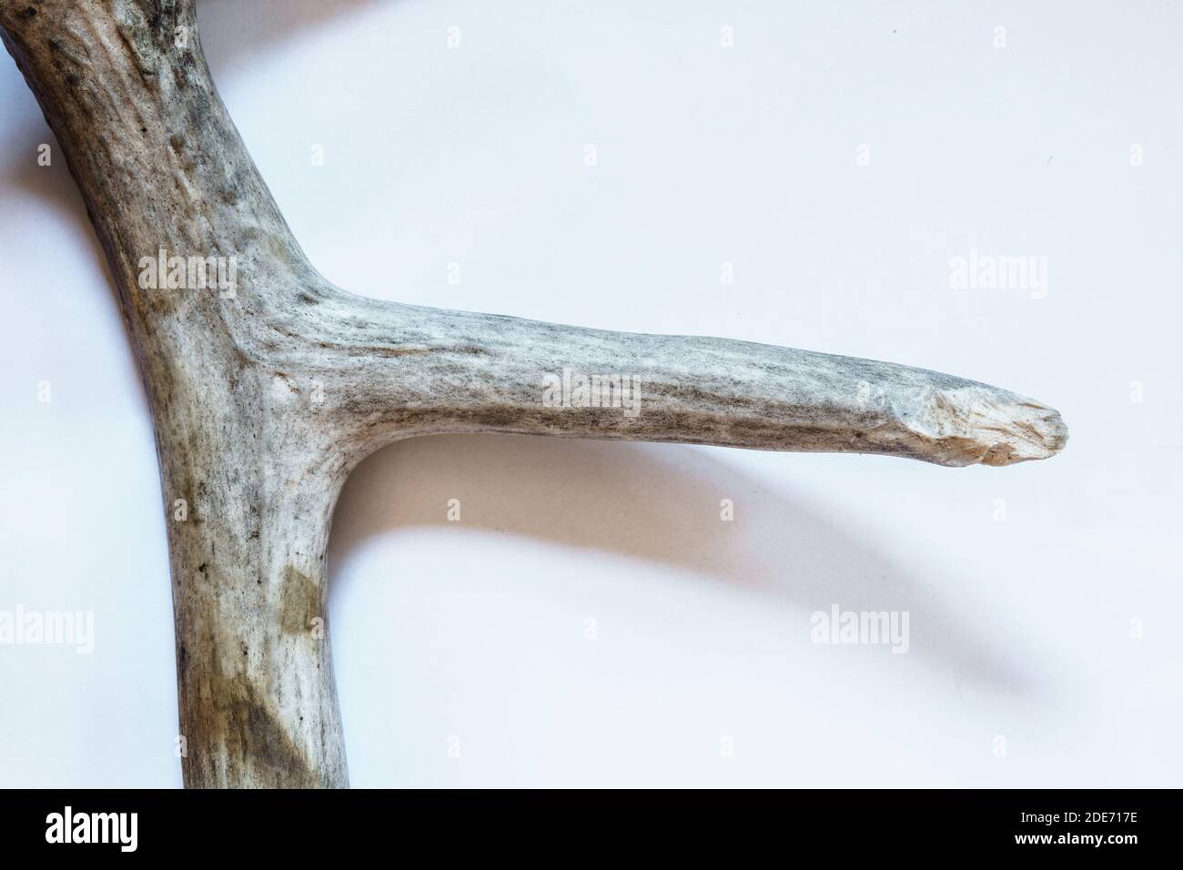 White tailed deer Odocoileus virginianus shed antler showing rodent bite teeth gnaw marks mice squirrel opossum Stock Photo
