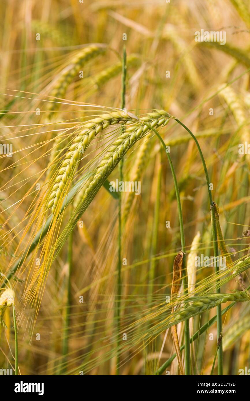 Ripening Barley Cereal Crop, Ingham. Norfolk. Stock Photo