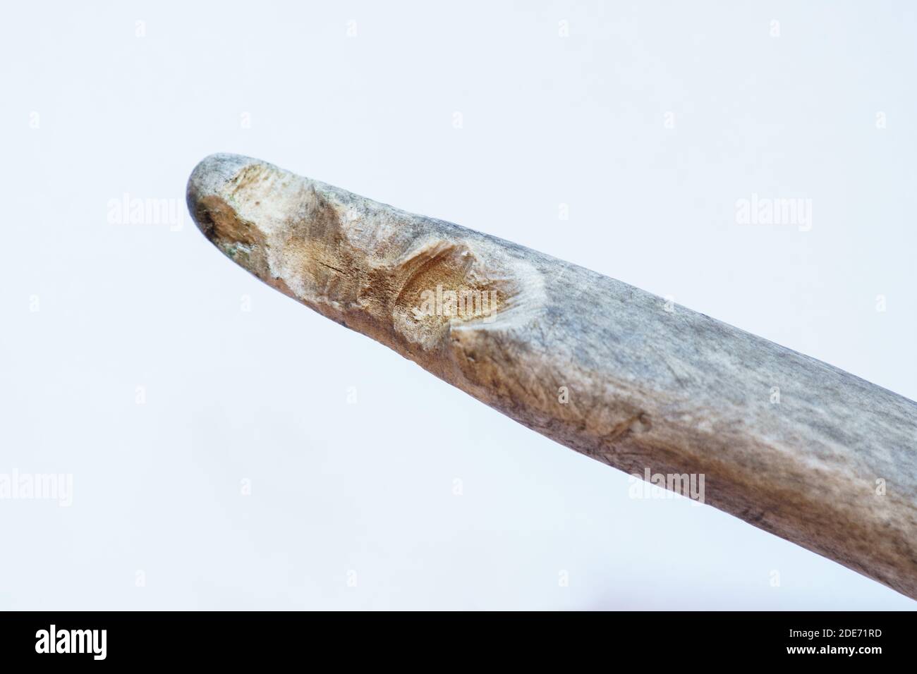 White tailed deer Odocoileus virginianus shed antler showing rodent bite teeth gnaw marks mice