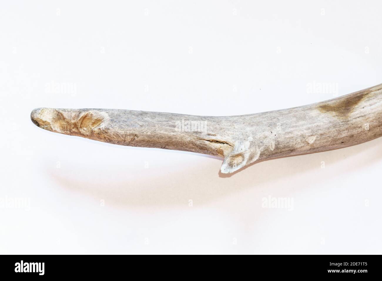 White tailed deer Odocoileus virginianus shed antler showing rodent bite teeth gnaw marks, porcupine, mice, squirrel, opossum for minerals Stock Photo