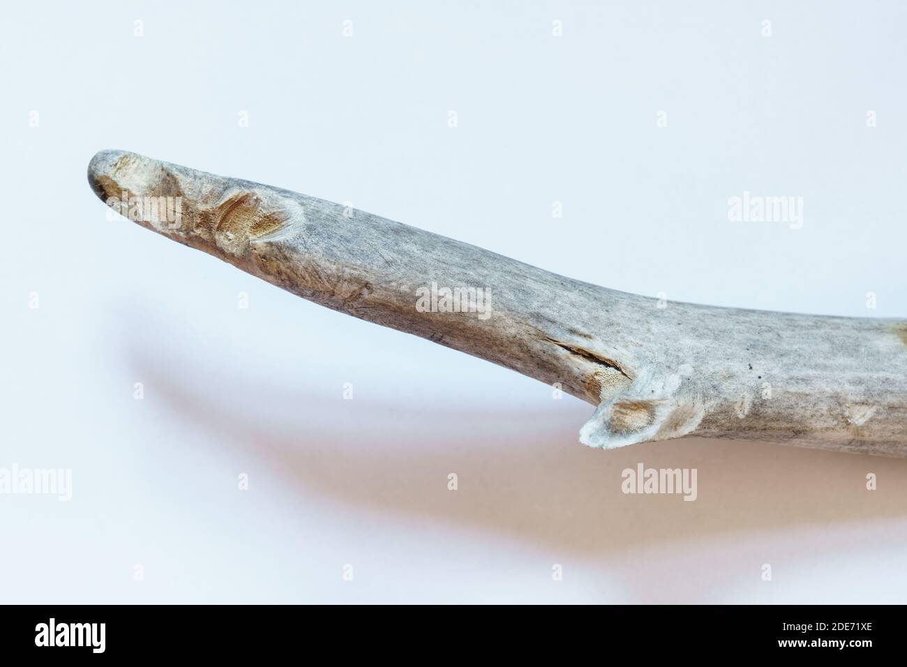 White tailed deer Odocoileus virginianus shed antler showing rodent bite teeth gnaw marks, porcupine, mice, squirrel, opossum for minerals Stock Photo