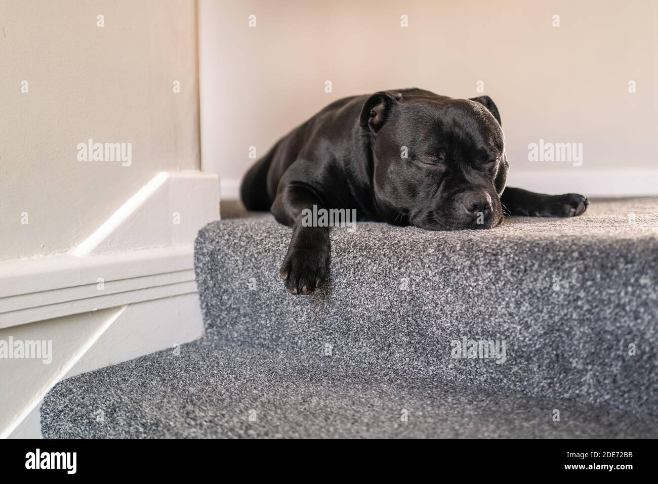 Can Dogs Go Down Steep Stairs