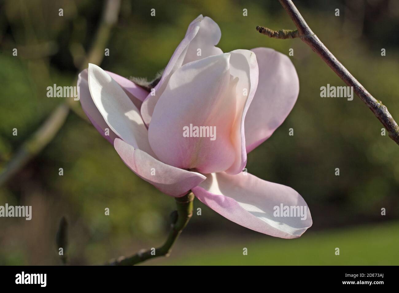 Magnolia Flower, (Magnolia soulangiana). Early spring flowering small tree or shrub. Cultivated garden plant. Stock Photo