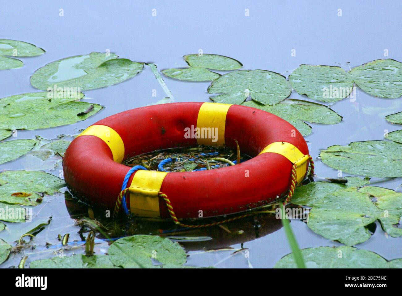 Teichrosen hires stock photography and images Alamy