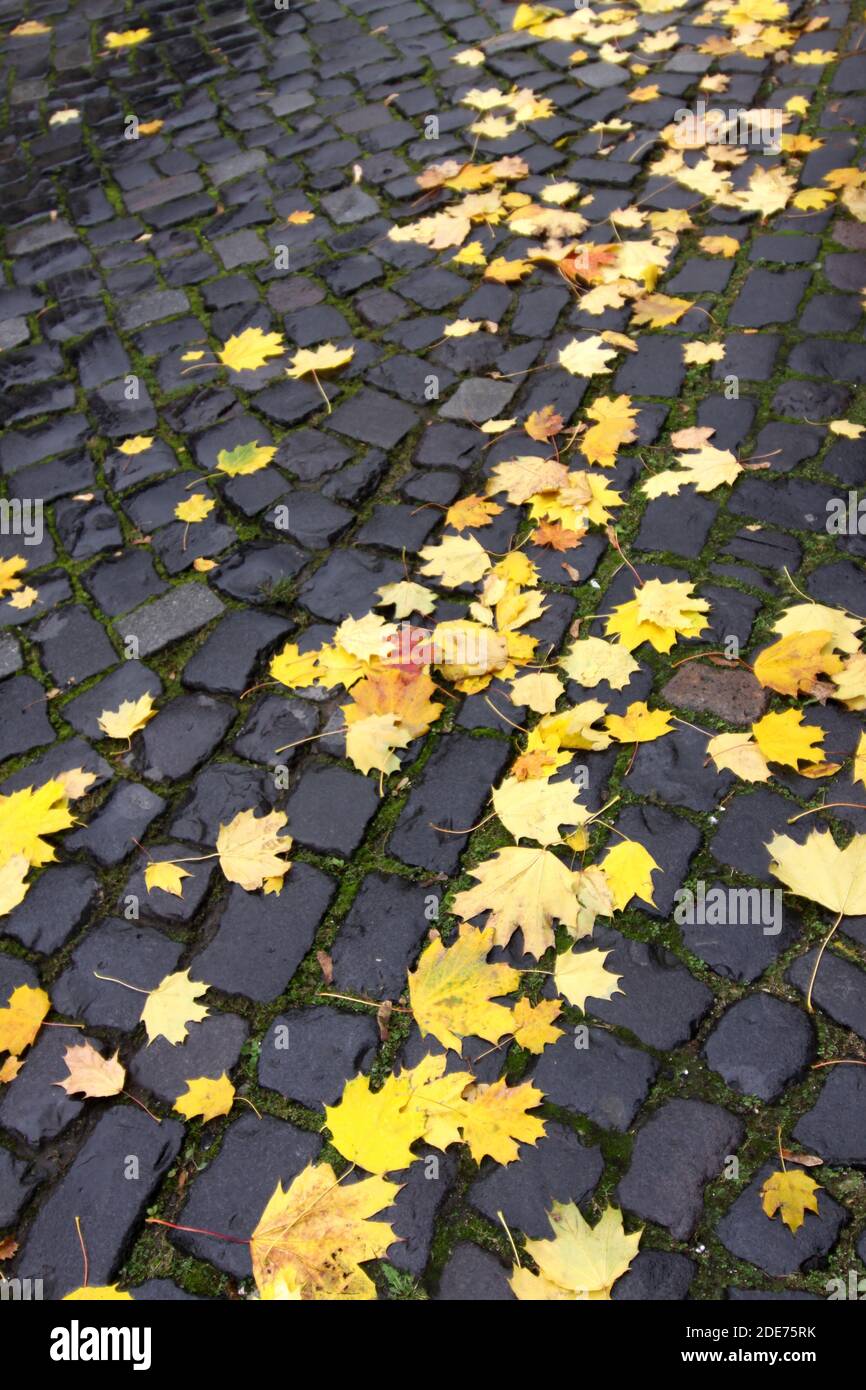 Herbstlaub auf Kopfsteinpflaster Stock Photo