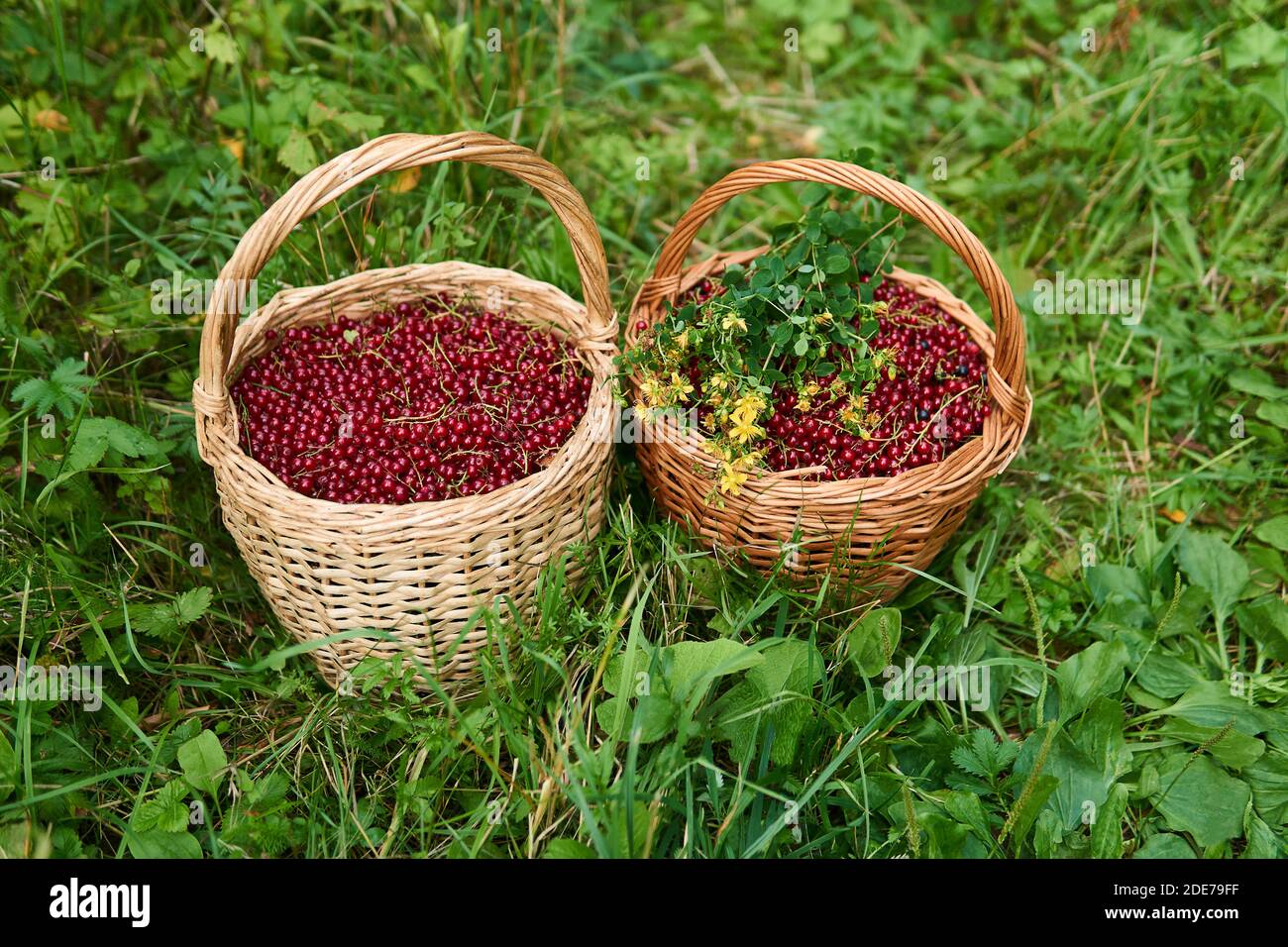 two wicker baskets full of red currant berries and a bunch of St. John's wort flowers stand in the grass Stock Photo