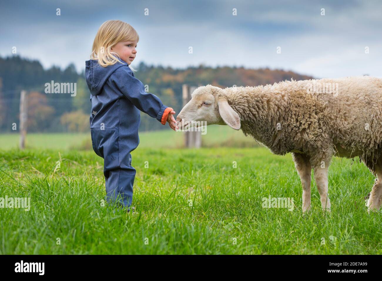 Deutschland, Bayern, Allgäu, Mindelheim, kleines Mädchen auf der Weide mit Schaf Stock Photo