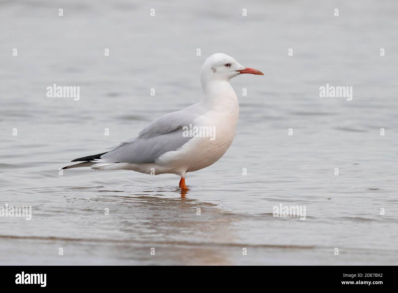 Slender-billed Gull (Chroicocephalus genei), side view of an adult in winter plumage standing on the shore, Campania, Italy Stock Photo