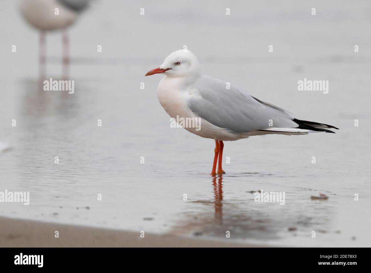 Slender-billed Gull (Chroicocephalus genei), side view of an adult in winter plumage standing on the shore, Campania, Italy Stock Photo