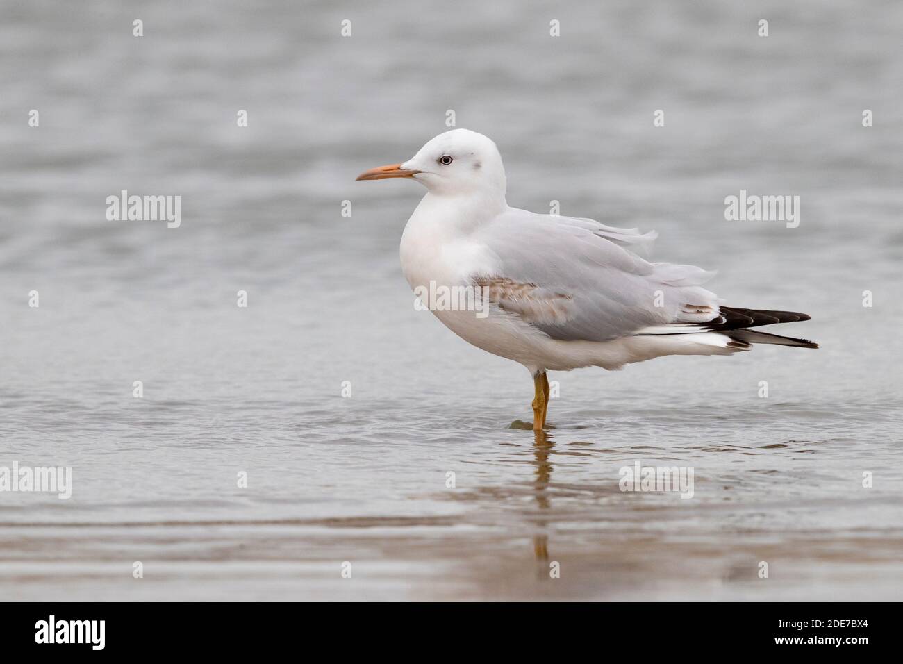 Slender-billed Gull (Chroicocephalus genei), side view of a juvenile standing on the shore, Campania, Italy Stock Photo